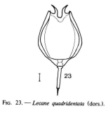 Lecane quadridentata