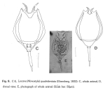 Lecane quadridentata