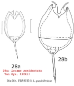 Lecane quadridentata