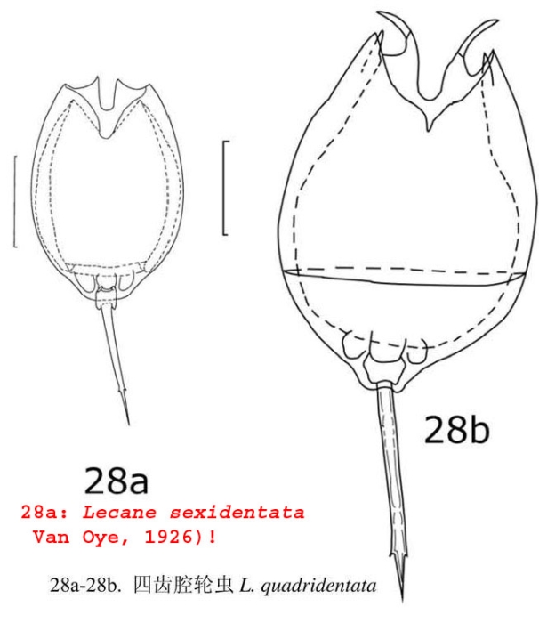 Lecane quadridentata Lecane quadridentata