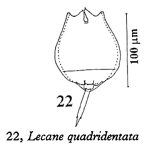 Lecane quadridentata