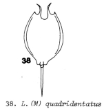 Lecane quadridentata