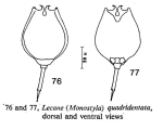 Lecane quadridentata