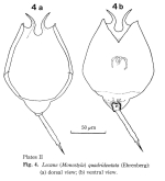 Lecane quadridentata