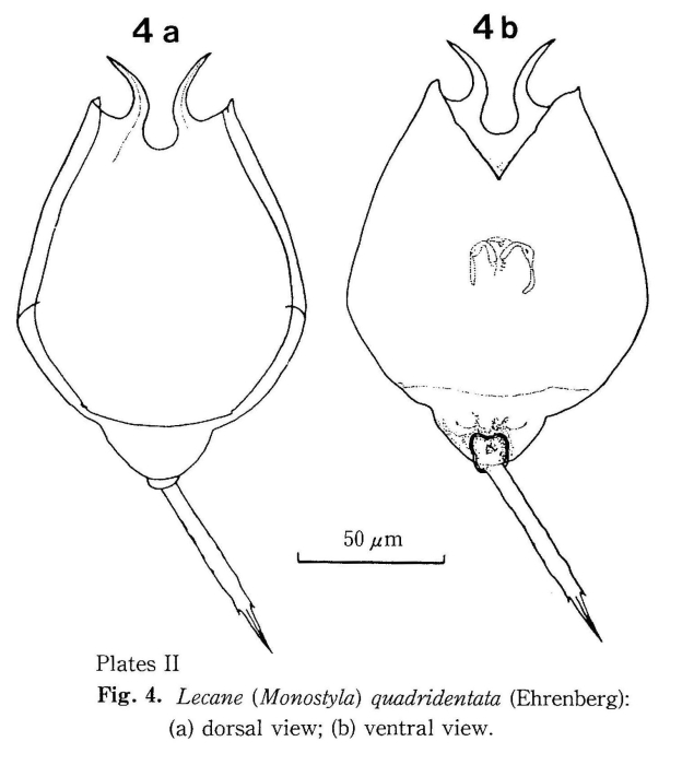 Lecane quadridentata Lecane quadridentata