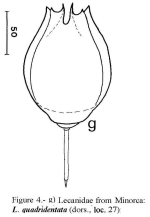 Lecane quadridentata