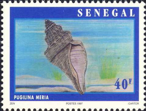 Pugilina morio Pugilina morio