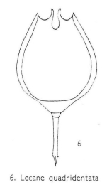 Lecane quadridentata