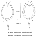 Lecane quadridentata