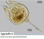 Lecane quadridentata