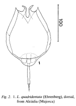 Lecane quadridentata