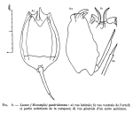 Lecane quadridentata