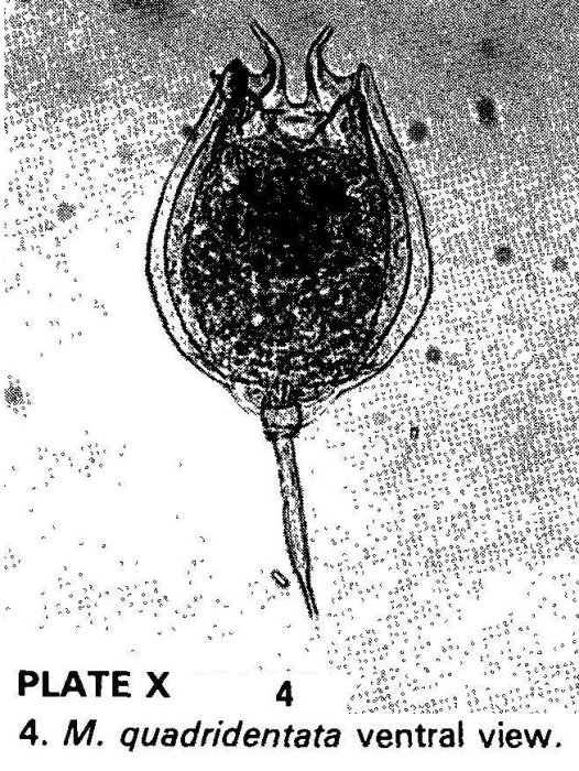Lecane quadridentata Lecane quadridentata