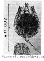 Lecane quadridentata
