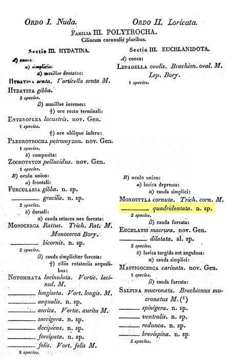 Lecane quadridentata - Original description image