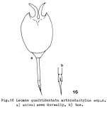 Lecane quadridentata arthrodactyla - Original description image