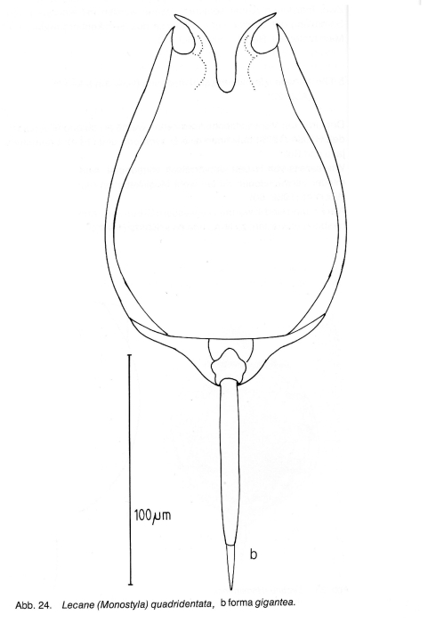 Lecane quadridentata f. gigantea - Original description image