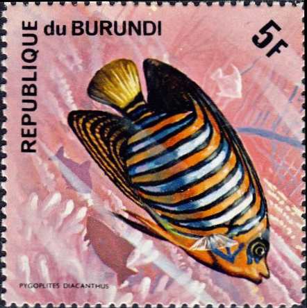 Pygoplites diacanthus Pygoplites diacanthus