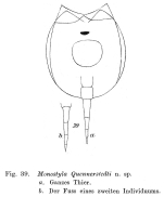 Lecane quennerstedti - Original description image