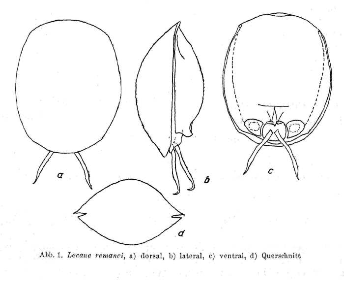 Lecane remanei - Original description image