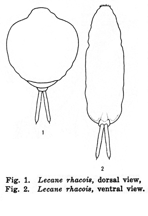 Lecane rhacois - Original description image