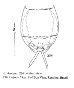 Lecane rhenana
