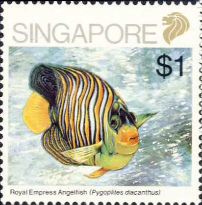 Pygoplites diacanthus Pygoplites diacanthus
