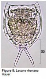 Lecane rhenana