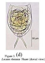 Lecane rhenana
