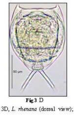 Lecane rhenana