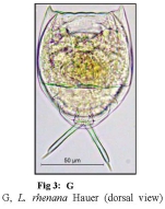 Lecane rhenana