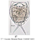 Lecane rhenana