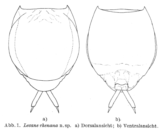 Lecane rhenana - Original description image