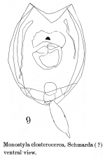 Lecane rhopalura