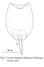 Lecane rhopalura