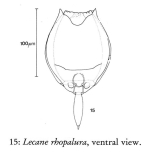 Lecane rhopalura