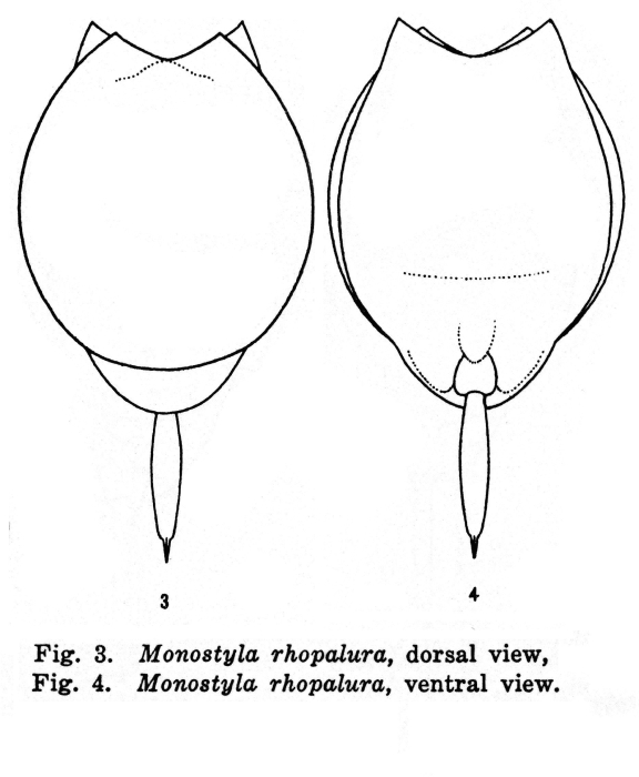 Lecane rhopalura - Original description image