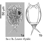 Lecane rhytida