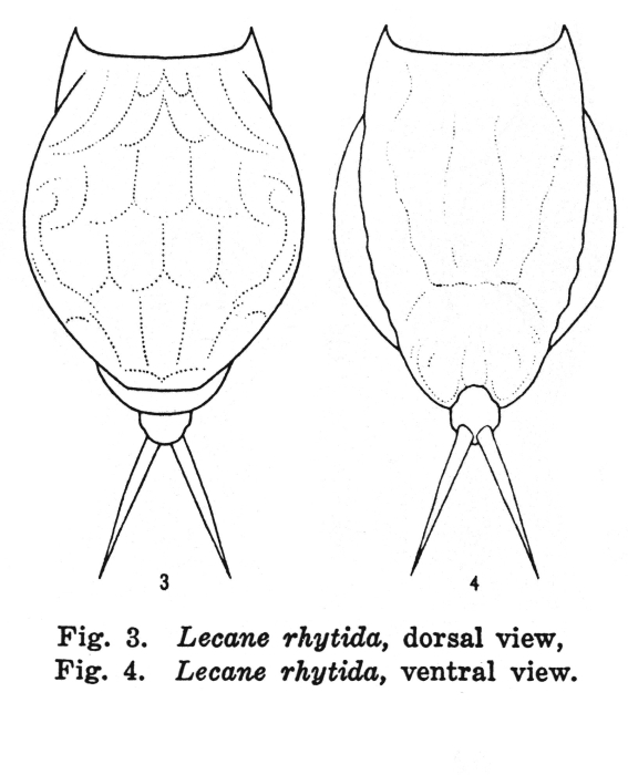Lecane rhytida - Original description image