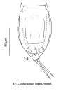 Lecane robertsonae