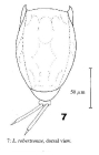 Lecane robertsonae
