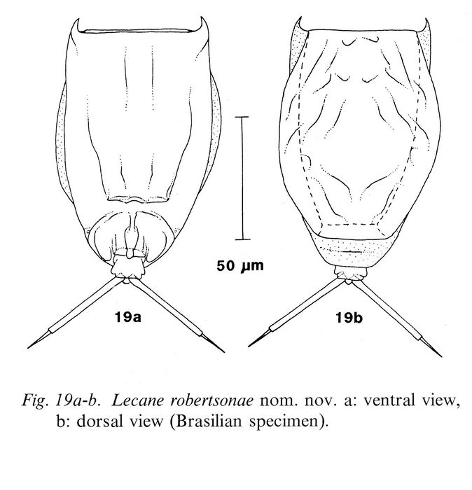 Lecane robertsonae - Original description image