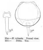 Lecane robusta