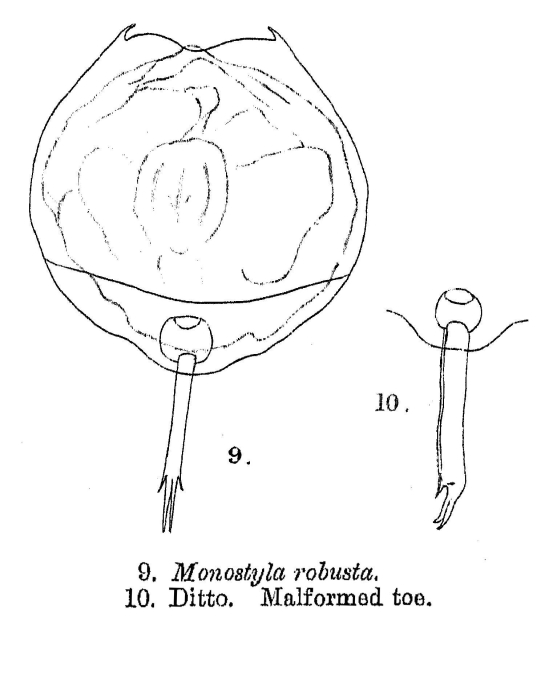 Lecane robusta - Original description image