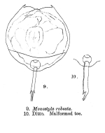 Lecane robusta