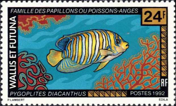 Pygoplites diacanthus Pygoplites diacanthus