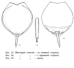 Lecane rotunda - Original description image