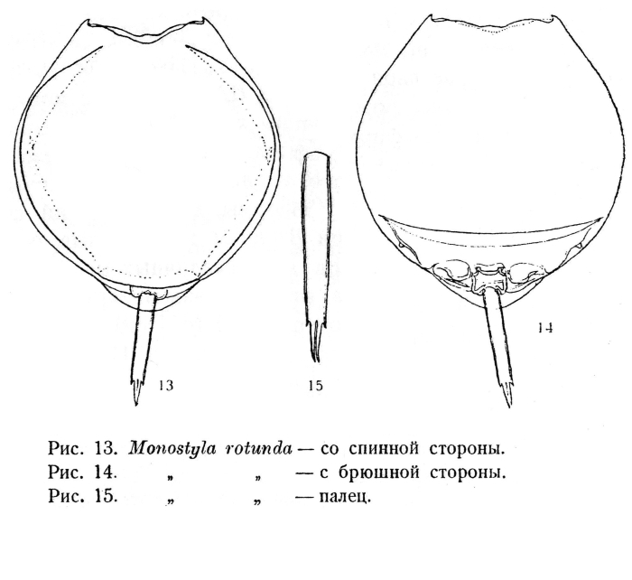 Lecane rotunda - Original description image