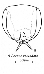 Lecane rotundata