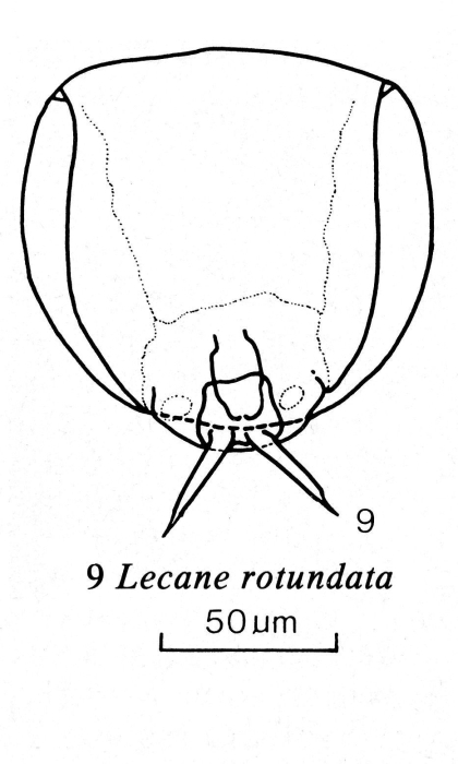 Lecane rotundata Lecane rotundata